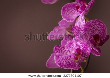 Blooming orchid. Red flowers. Delicate petals. A nice gift. What to give a girl. Valentine's Day. I love you. Floral background.