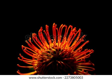 Red pincushion protea against black background Royalty-Free Stock Photo #2273805003