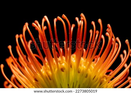Red pincushion protea against black background Royalty-Free Stock Photo #2273805019