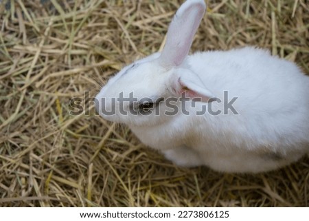 White rabbit on dry grass. Home decorative rabbit outdoors. Little bunny. Easter bunny .