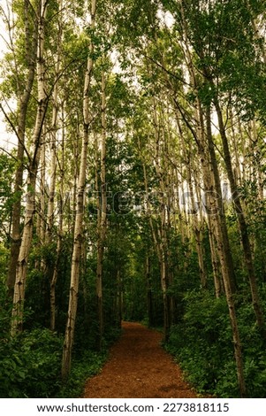 path through the birch forest 