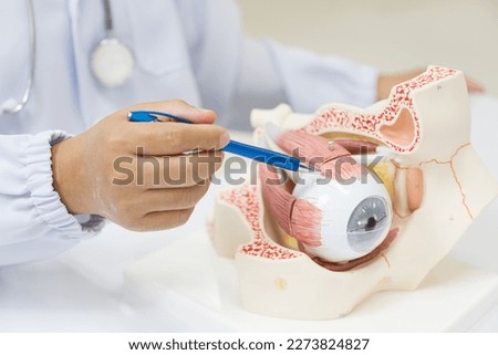 Ophthalmologist hand pointing eye anatomy human model on white background.Part of human body model with organ system for health student study in university.Human eye model.Medical education concept. Royalty-Free Stock Photo #2273824827