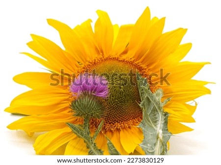 Sunflower and thistle isolated on white background.