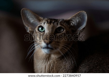 Cute Oriental Shorthair cat kitten, standing side ways, looking at camera with green eyes. Isolated on dark background. Royalty-Free Stock Photo #2273840957