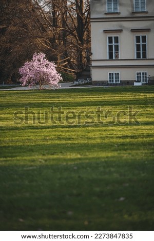 Pink blooming magnolia tree in spring