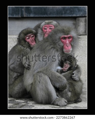 A photo of  monkey family