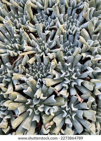 Group of wavey blue succulent leaves