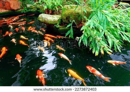 Colorful Chinese Fancy Carp fish swimming in a courtyard pond next to a traditional brick house, in Shanghai, China. A brilliant image of vibrant Japanese Koi Carp fish swimming in the clear water