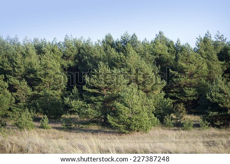 Young pine trees