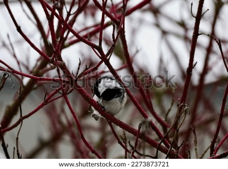 a small bird hidden in the branches