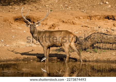 Sambar Deer in the wild 
