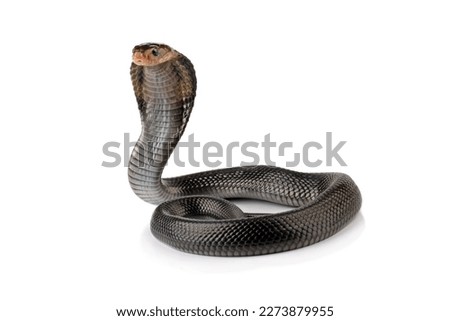 Javanese cobra ready to attack  isolated on white background (Naja sputatrix)