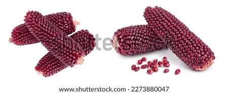Purple corn or maize isolated on white background with full depth of field. Top view. Flat lay