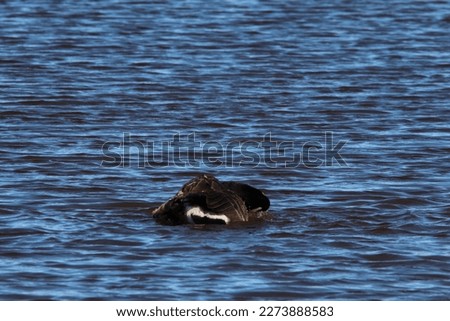 A stunning animal portrait of a Canadian Goose on a lake, water can be seen spraying from the bird.