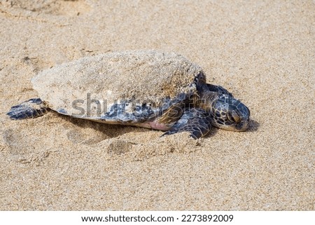 Turtle sleeping on the beach - closeup