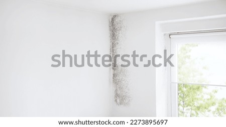 Wall and window with mold, banner with copy space, defeat mold and preserve home with specialized Anti-Mold products and services. Professional remediation, shopping resistant materials and coatings. Royalty-Free Stock Photo #2273895697