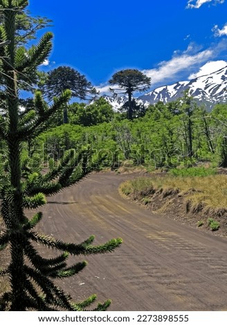 Sierra Nevada hiking trail, dirt road in lonely chilean andes forest, southern beeches (nothofagus pumilio),  pine trees (Araucaria araucana) to volcano Llaima - Conguillio NP, South Chile  Royalty-Free Stock Photo #2273898555