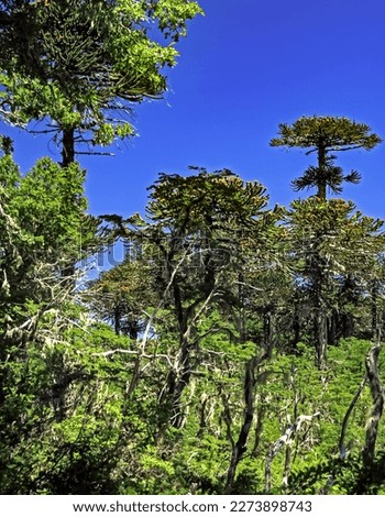 Beautiful lonely chilean andes forest with southern beeches (nothofagus pumilio) and monkey puzzle pine trees (Araucaria araucana) - Conguillio NP, Central Chile (focus on upper third) Royalty-Free Stock Photo #2273898743