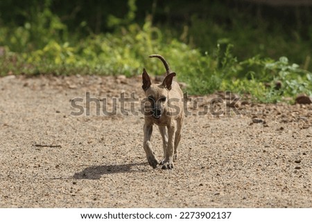 Street puppy walking on a bright sunny day.