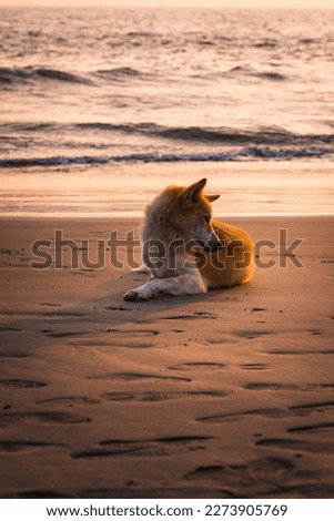 A dog sitting on the beach of Saint Martin Island Bangladesh.