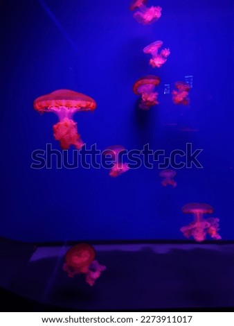 photo from my trip to the jellyfish museum