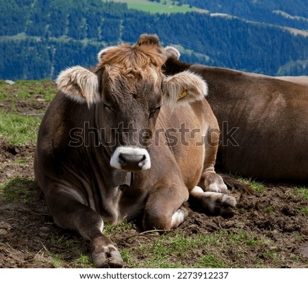 Alpine cow without horns, with silky hair of brown tones, with a cowbell sleeps lying in the sunlight on a summer afternoon lying in a meadow in Switzerland