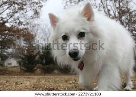 The White American Eskimo Dog Royalty-Free Stock Photo #2273921103