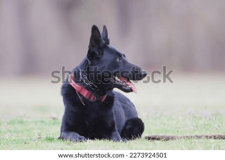 All black German Shepherd Dog laying down Royalty-Free Stock Photo #2273924501