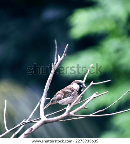 Italian Sparrow. Beautiful bird picture. 