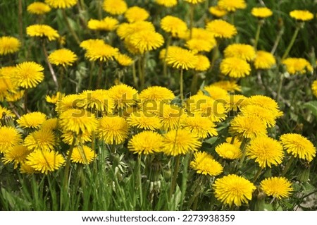 Dandelion (Taraxacum officinale) grows in the wild in spring Royalty-Free Stock Photo #2273938359