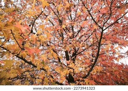 beautiful image of the Maple tree with the yellow, orange and pink leaves in fall season tone