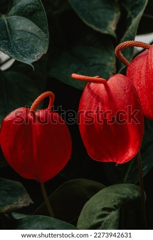 beautiful leaves and flowers of  evergreen anthurium plant