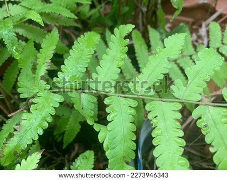 Green fern leaf with water drop, fresh of nature, good environment 