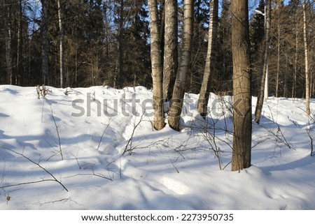 winter forest landscape in the snow and frozen river in sunny day