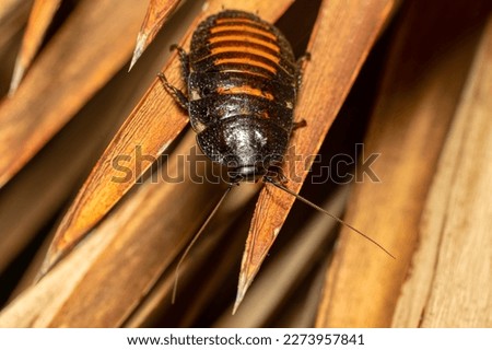 Madagascar hissing cockroach (Gromphadorhina portentosa), known as hissing cockroach or hisser, is one of the largest species of insect cockroach, Isalo National Park, Madagascar wildlife animal Royalty-Free Stock Photo #2273957841