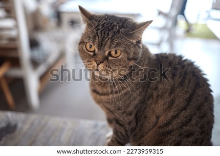 Close-up of a cat face. Portrait of a female kitten. Cat looks curious and alert. Detailed picture of a cats face