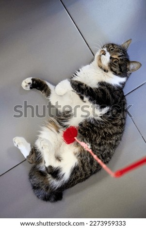 black and White Cat Playing with a Feather Toy