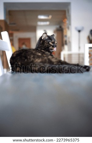 cat lying down on wooden table looking at camera