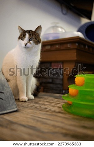 cat lying down on wooden table looking at camera