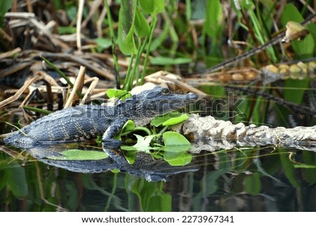 Young baby Alligator resting on the log at the Everglades National Park Florida with soft background Royalty-Free Stock Photo #2273967341