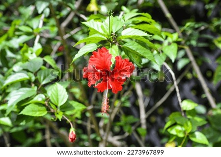 Flowering hibiscus rosa-sinensis, also known as Chinese hibiscus or China rose or Hawaiian hibiscus.  