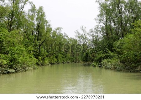 Canals in Sunderban, the Largest Mangrove Forest in Bangladesh Royalty-Free Stock Photo #2273973231