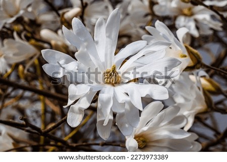 Sunny Magnolia stellata flowers, close up. Flowering Star-White Magnolia Tree in garden. Star Blossoming Magnolia japonica flowers.