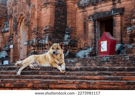 Bagan dog posing for the picture