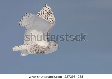 snowy owl (Bubo scandiacus) in flight