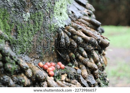 photography of tropical tree trunk textures