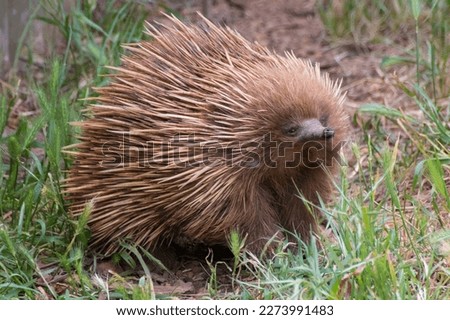 A picture of an Australian ant-eater on Kangeroo island South Australia. An Echidnas - quill covered and spikey. The only living mammal that lays eggs.