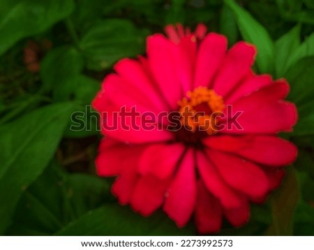 a Blurry wallpaper for powerpoint presentation of a red zinnia paper flower on a green leaf background taken at night in front of a house
