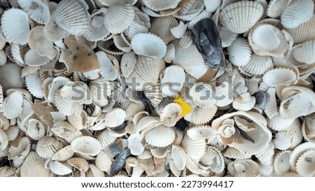 Andrography shells on the beach in Indonesia, it's amazing