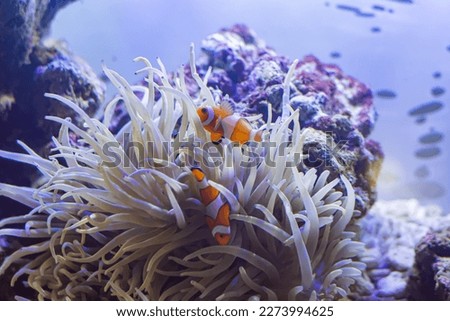 portrait of a mutualistic symbiotic relationship between clownfish and anemones